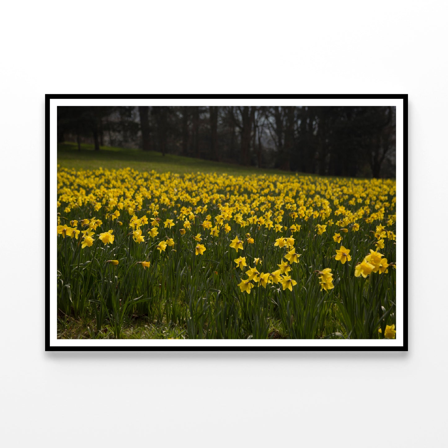 A Field Of Yellow Flowers in a Meadow during spring Home Decor Premium Quality Poster Print Choose Your Sizes