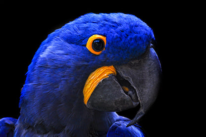 Close-Up Of a Parrot Head with Black Background Acrylic Glass Print Tempered Glass Wall Art 100% Made in Australia Ready to Hang