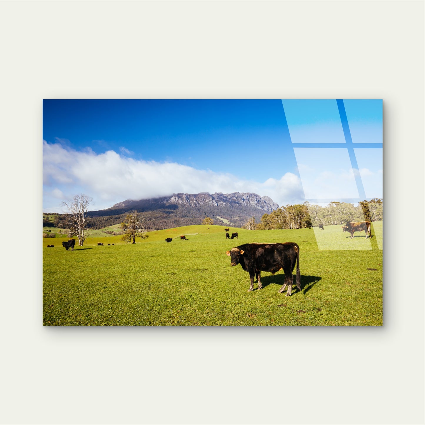 Mount Roland Tasmania Cattle Pasture Acrylic Glass Printing Wall Art Australian Made Quality