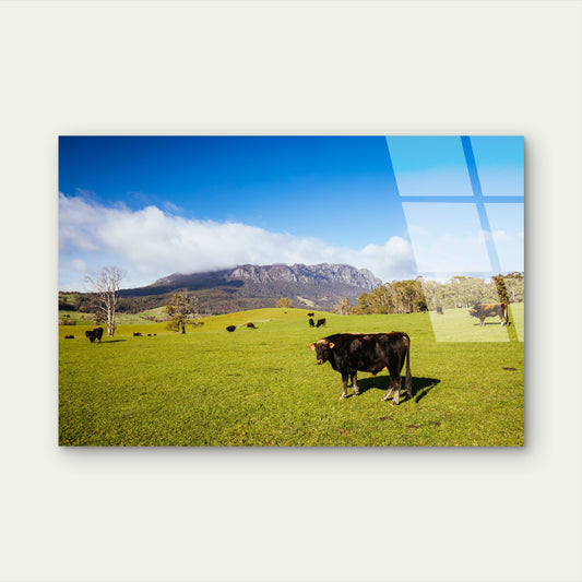 Mount Roland Tasmania Cattle Pasture Acrylic Glass Printing Wall Art Australian Made Quality