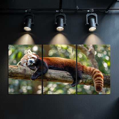 3pcs Red Panda Sleeping on The Branch of  a Tree Wall Art Set Canvas Framed 60x90cm - High Quality Print 100% Australian Made Wall Canvas Ready to Hang