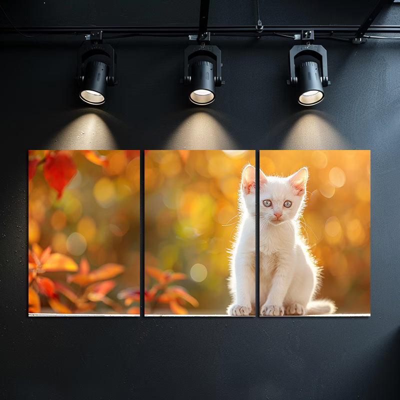 3pcs Charming White Kitten with Blue Eyes Wall Art Set Canvas Framed 60x90cm - High Quality Print 100% Australian Made Wall Canvas Ready to Hang