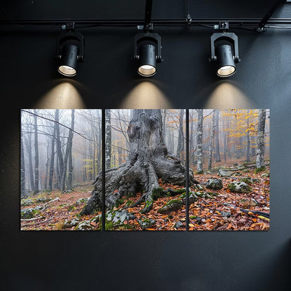 3pcs Old Gnarled Tree in Autumn Forest Wall Art Set Canvas Framed 60x90cm - High Quality Print 100% Australian Made Wall Canvas Ready to Hang