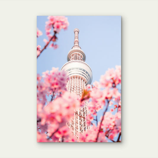Tokyo Skytree Framed By Cherry Blossoms In Full Bloom 60x90cm Metal Print Ready to Hang