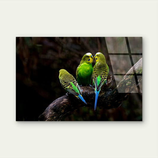 Green Budgerigar Parakeet Wild Bird Acrylic Glass Printing Wall Art Australian Made Quality