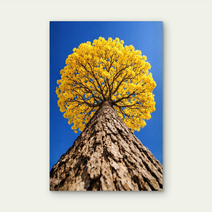 Yellow Ipê Tree Blossom Canopy Blue Sky 40x60cm Metal Print Ready to Hang