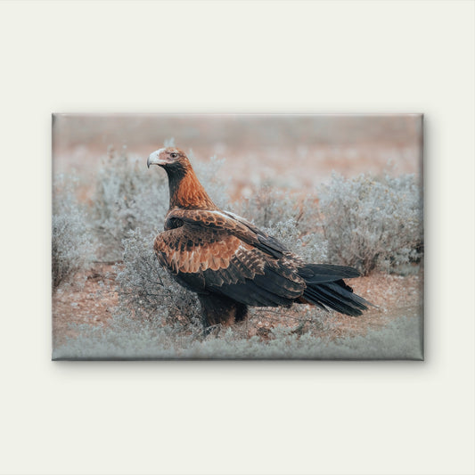 Wedge Tailed Eagle Australia Portrait Wall Art Decor 100% Australian Made