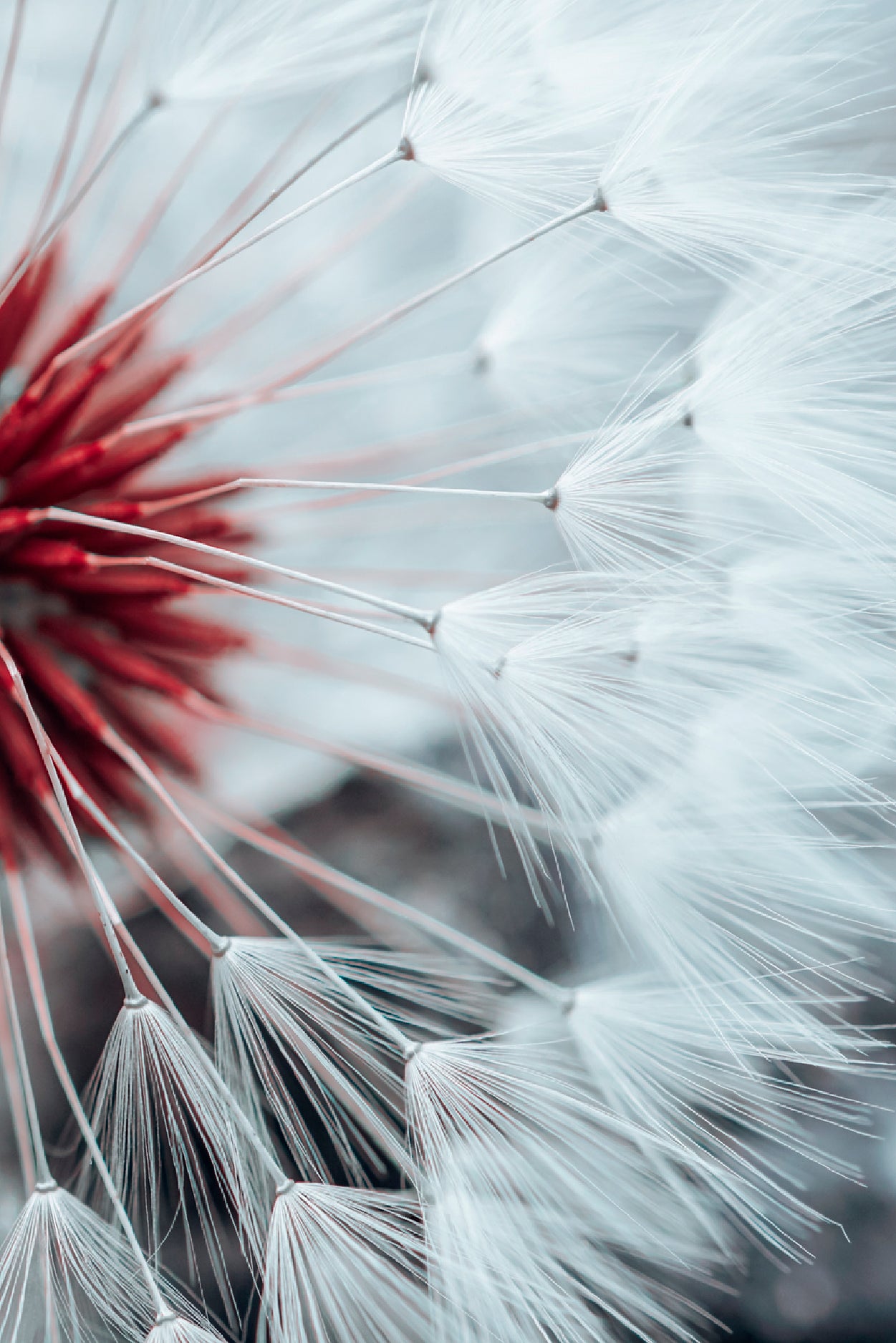 Dandelion Flower Seed In Springtime Glass Framed Wall Art, Ready to Hang Quality Print