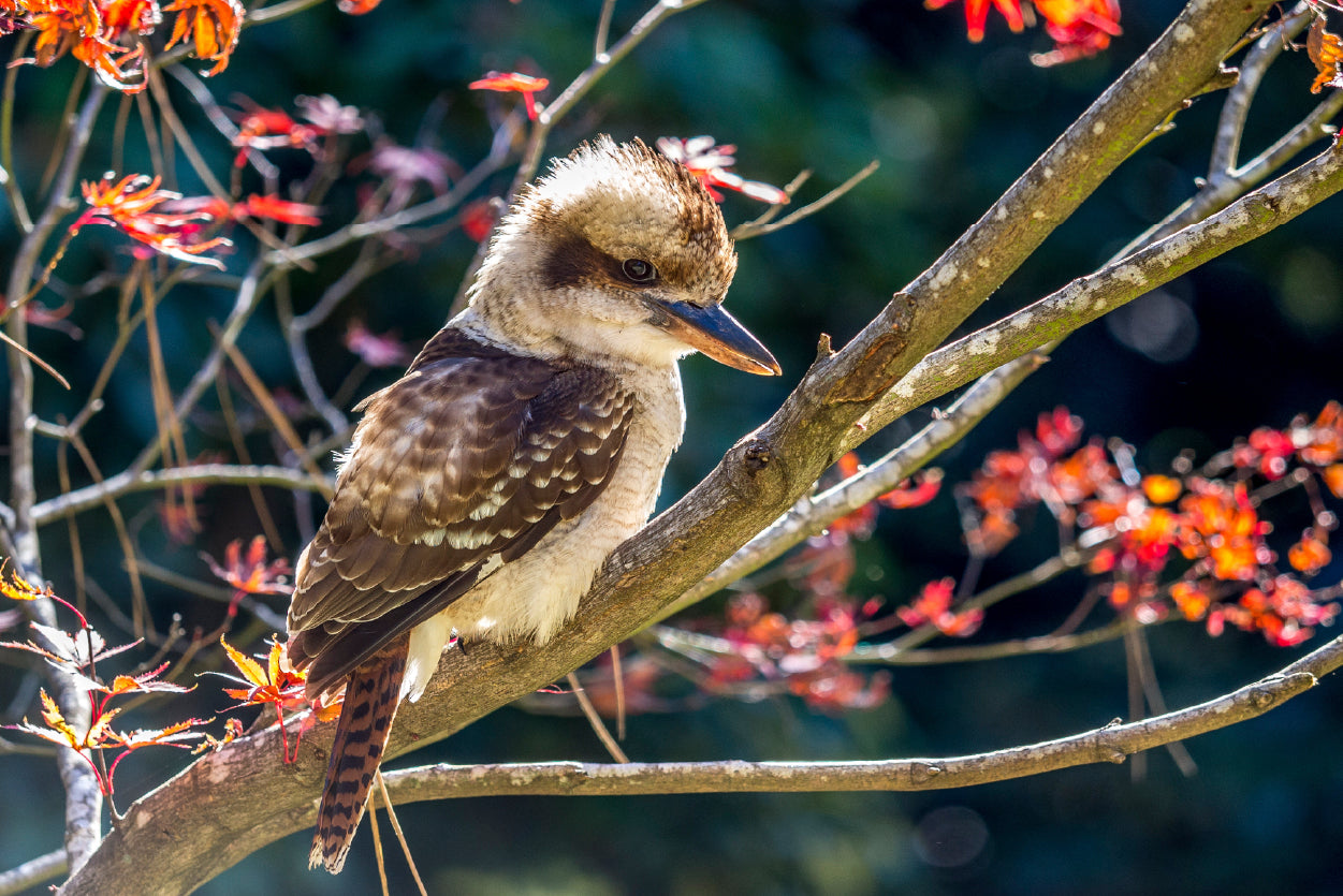 Bird On Branch Red with Flower Home Decor Premium Quality Poster Print Choose Your Sizes - Bella Home Decor