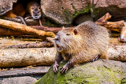 South American Nutria Sits on a Mossy Rock Wall Art Decor 100% Australian Made