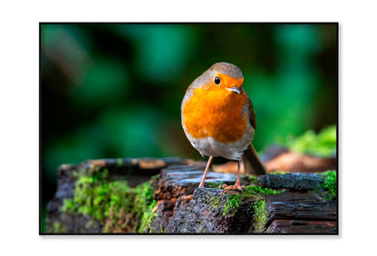 Robin Redbreast Bird a British European Home Decor Premium Quality Poster Print Choose Your Sizes