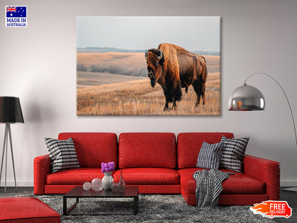 A Bison Standing In a Grassy Field View Print 100% Australian Made