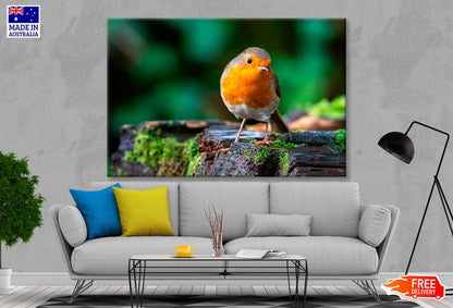Robin Redbreast Bird a British European  Wall Art Decor 100% Australian Made - Bella Home Decor