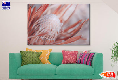 Dried Protea Plant. Floral Background Wall Art Decor 100% Australian Made