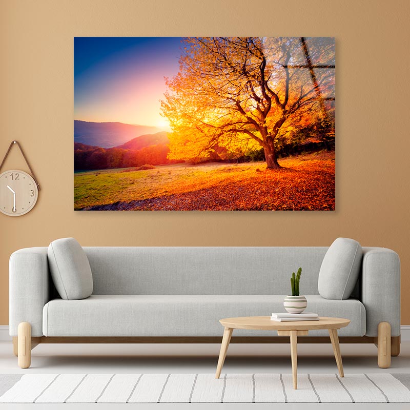 Alone Beech Tree on A Hill Slope with Sunny Acrylic Glass Print Tempered Glass Wall Art 100% Made in Australia Ready to Hang