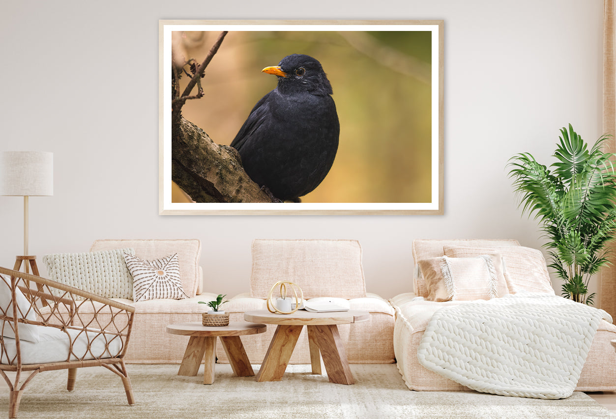 Common Eurasian Blackbird Resting Home Decor Premium Quality Poster Print Choose Your Sizes