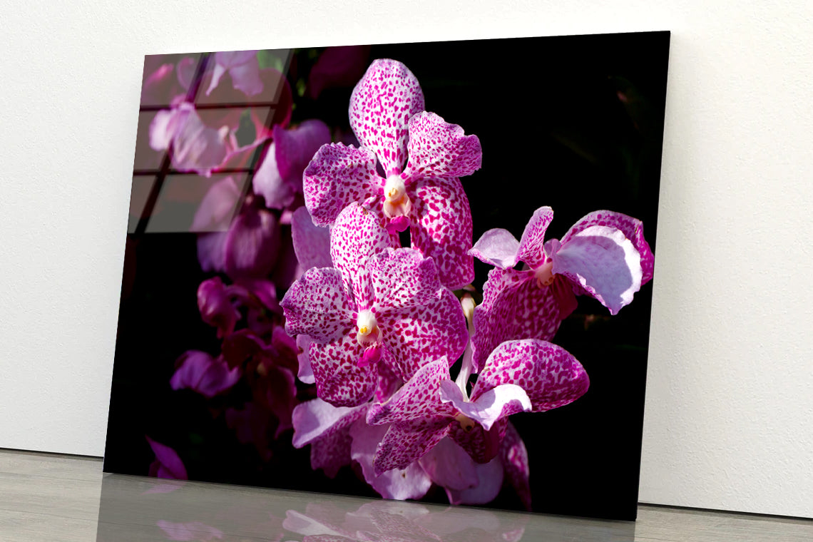 A Close-Up Photo Of Purple Orchid Flowers Acrylic Glass Print Tempered Glass Wall Art 100% Made in Australia Ready to Hang