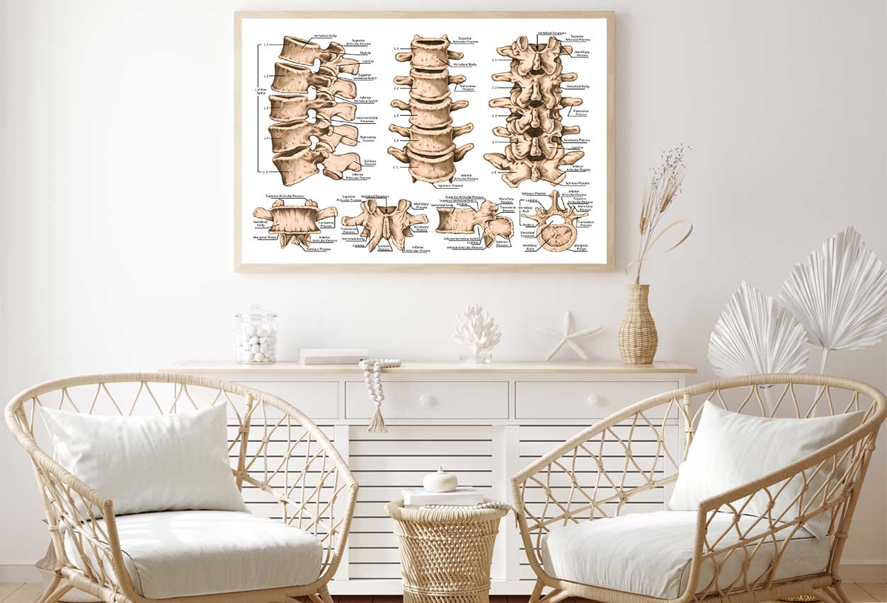 lumbar Spine Structure Human Body Home Decor Premium Quality Poster Print Choose Your Sizes