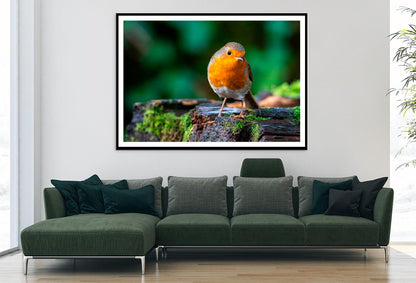 Robin Redbreast Bird a British European Home Decor Premium Quality Poster Print Choose Your Sizes