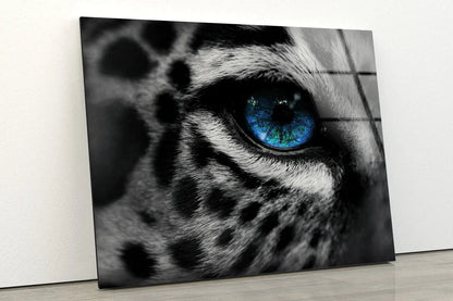 B&W Leopard Blue Eye UV Direct Aluminum Print Australian Made Quality