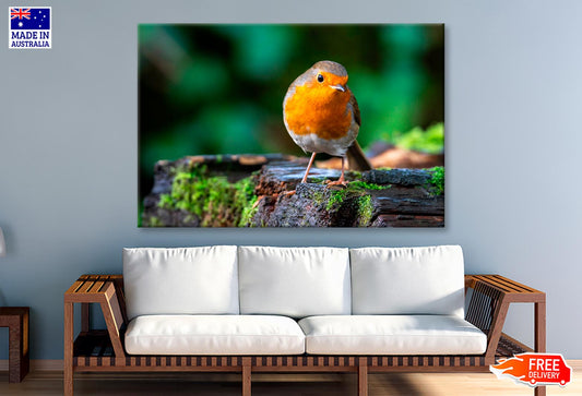 Robin Redbreast Bird a British European  Wall Art Decor 100% Australian Made