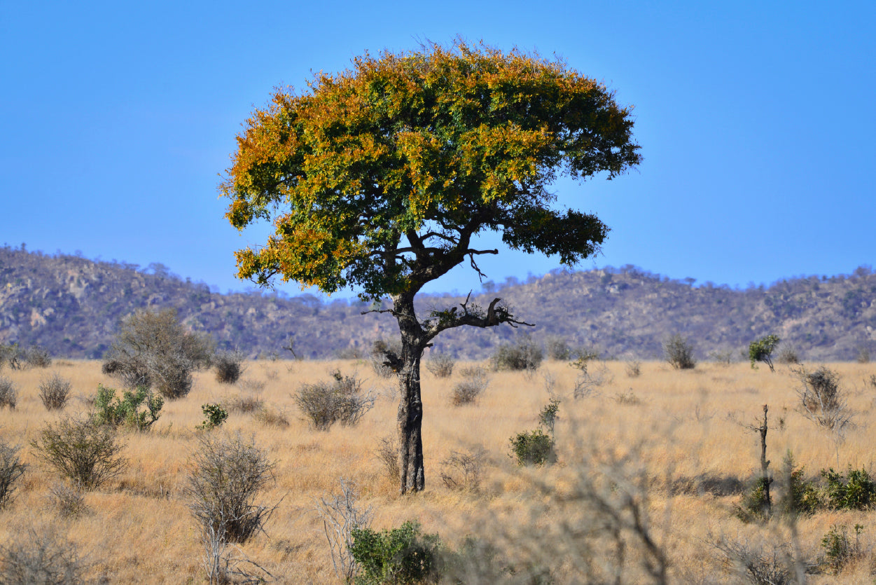 A Tree Standing In the Grasslands in South Africa Home Decor Premium Quality Poster Print Choose Your Sizes