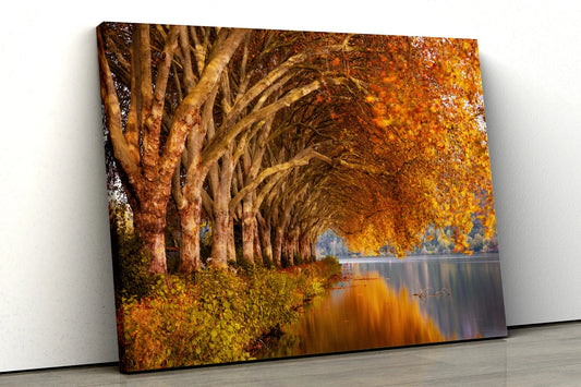 Autumn Trees River Scene UV Direct Aluminum Print Australian Made Quality