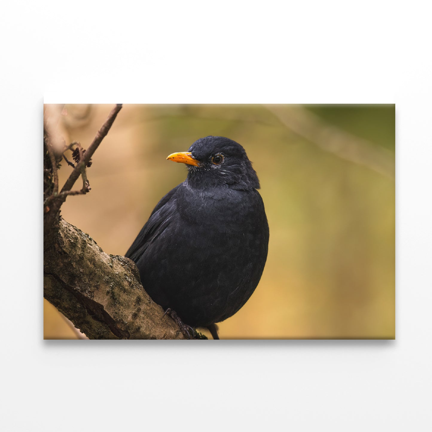 Common Eurasian Blackbird Resting Print 100% Australian Made