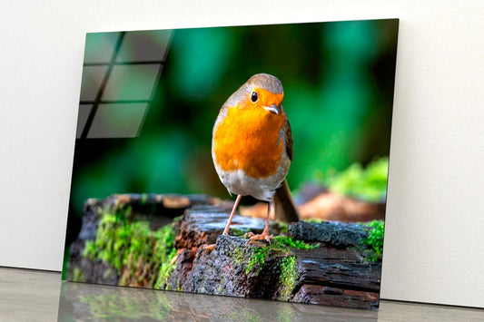 Robin Redbreast Bird a British European  Acrylic Glass Print Tempered Glass Wall Art 100% Made in Australia Ready to Hang