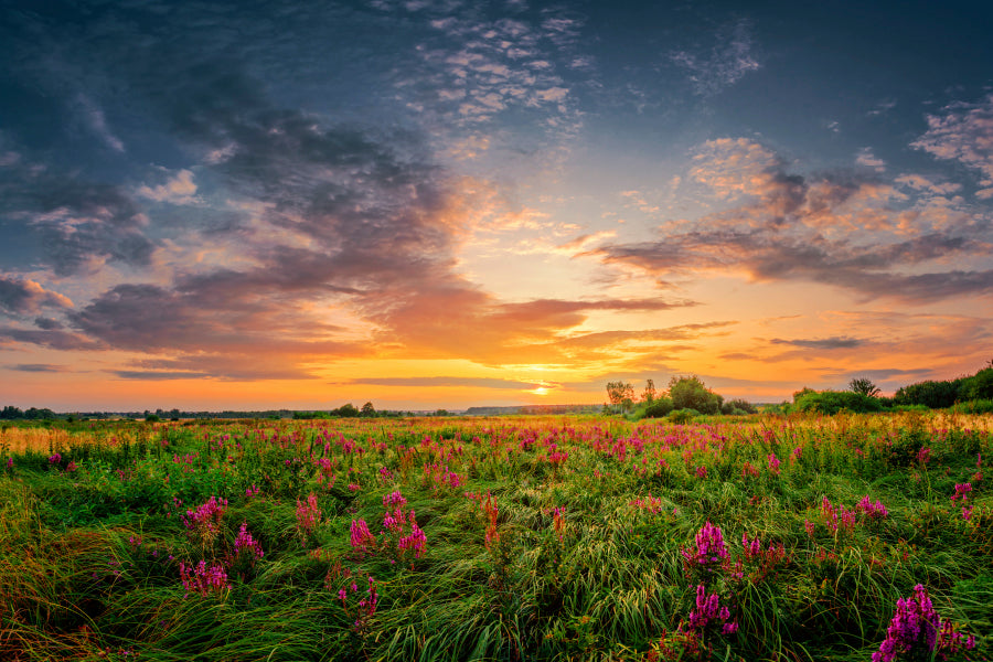 Sun Set Landscape with A Wild Field Full of Purple Flowers Acrylic Glass Print Tempered Glass Wall Art 100% Made in Australia Ready to Hang - Bella Home Decor