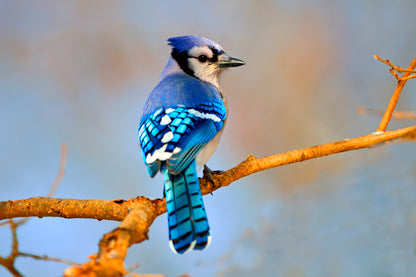 Lue Jay Sitting on A Tree Branch Home Decor Premium Quality Poster Print Choose Your Sizes - Bella Home Decor