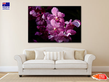 A Close-Up Photo Of Purple Orchid Flowers Print 100% Australian Made