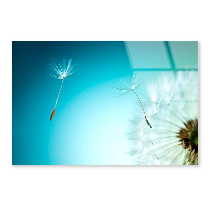 Dandelion Blowing in The Wind with A Blue Sky Acrylic Glass Print Tempered Glass Wall Art 100% Made in Australia Ready to Hang