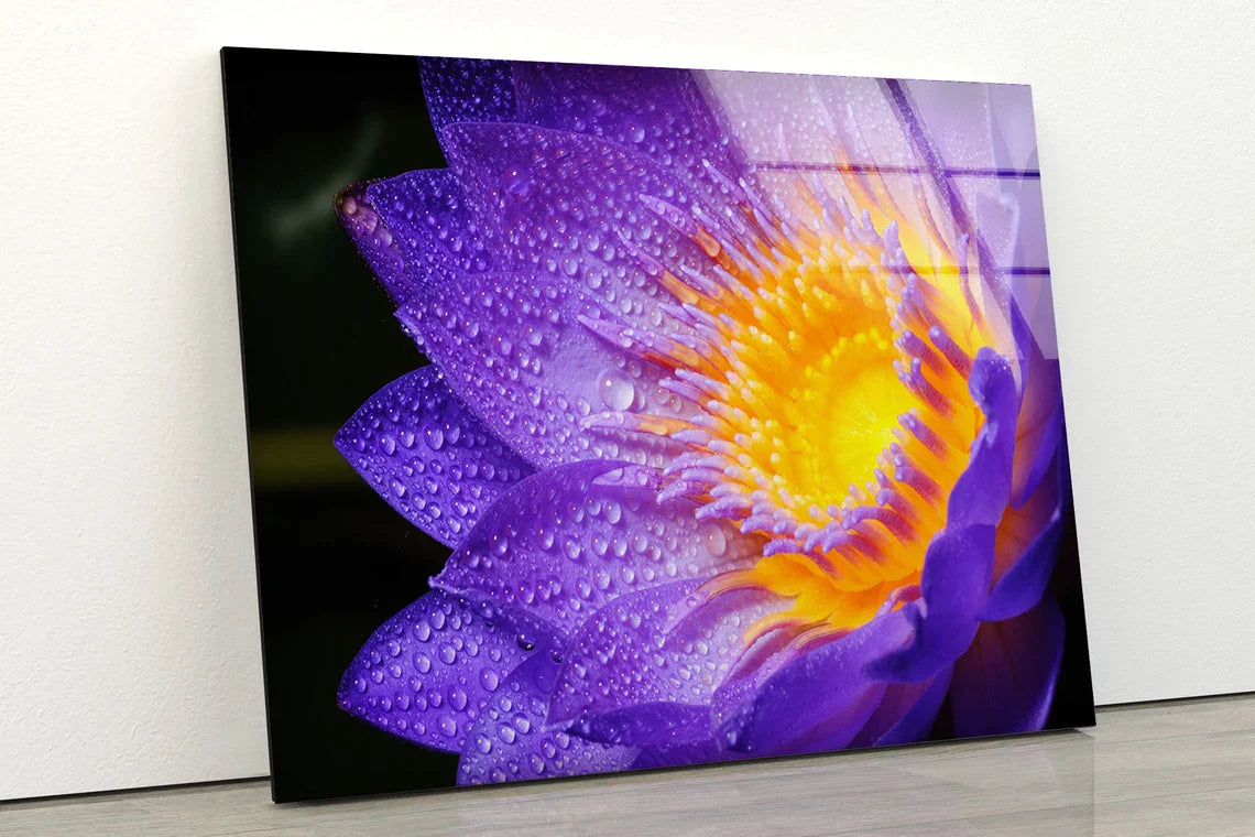 Purple Lotus Flower UV Direct Aluminum Print Australian Made Quality