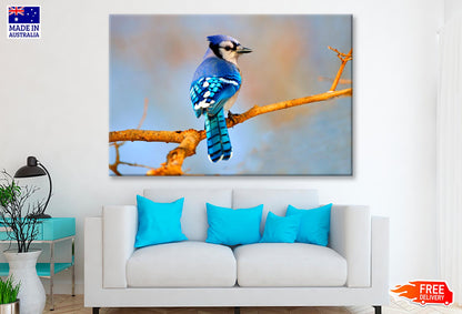 Lue Jay Sitting on A Tree Branch  Wall Art Decor 100% Australian Made - Bella Home Decor