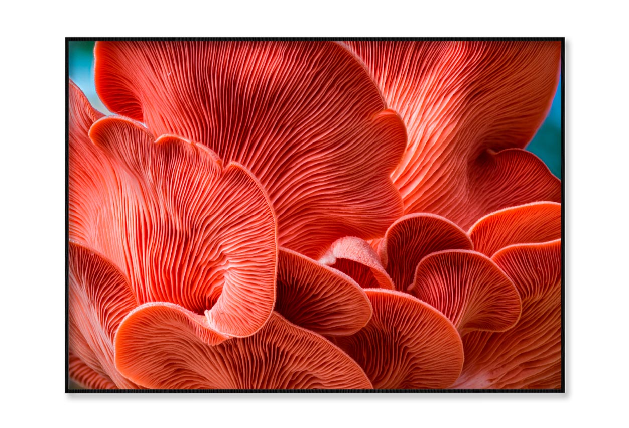 Close Up of a Red Mushroom Home Decor Premium Quality Poster Print Choose Your Sizes