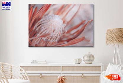 Dried Protea Plant. Floral Background Wall Art Decor 100% Australian Made