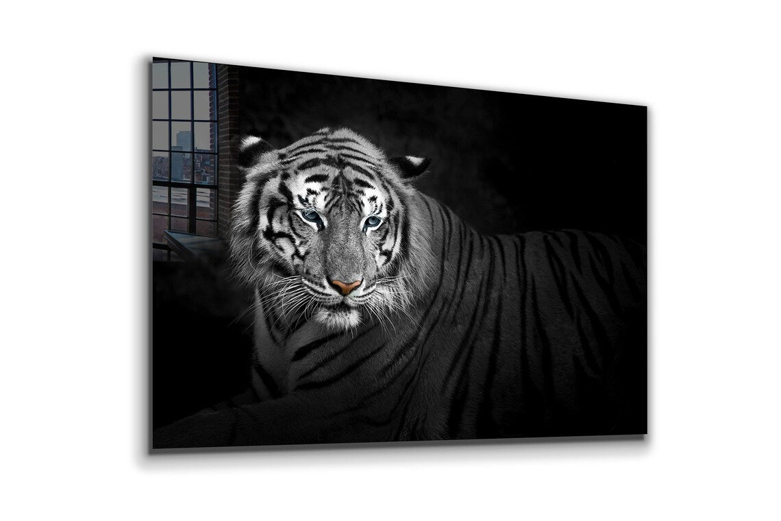 B&W Tiger Closeup View UV Direct Aluminum Print Australian Made Quality