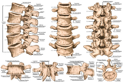 lumbar Spine Structure Human Body Home Decor Premium Quality Poster Print Choose Your Sizes