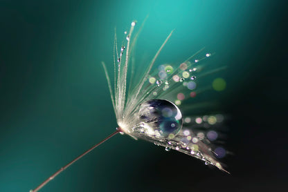 Water Droplet on Common Dandelion Print 100% Australian Made - Bella Home Decor