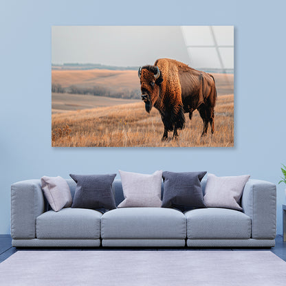 A Bison Standing In a Grassy Field View Acrylic Glass Print Tempered Glass Wall Art 100% Made in Australia Ready to Hang