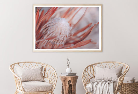 Dried Protea Plant. Floral Background Home Decor Premium Quality Poster Print Choose Your Sizes