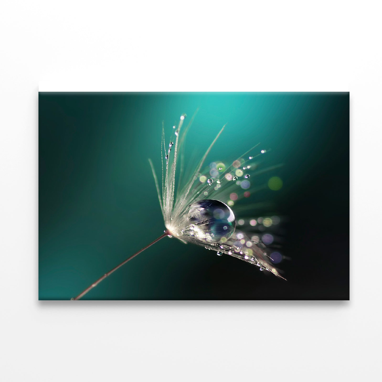 Water Droplet on Common Dandelion Print 100% Australian Made - Bella Home Decor