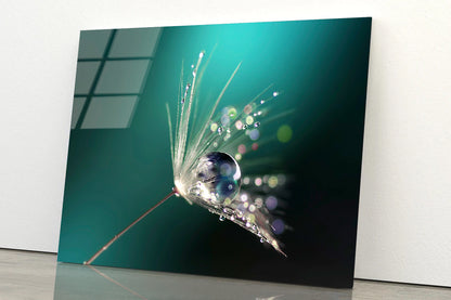 Water Droplet on Common Dandelion Acrylic Glass Print Tempered Glass Wall Art 100% Made in Australia Ready to Hang - Bella Home Decor