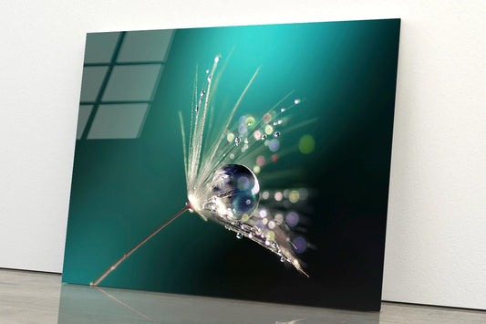 Water Droplet on Common Dandelion Acrylic Glass Print Tempered Glass Wall Art 100% Made in Australia Ready to Hang - Bella Home Decor