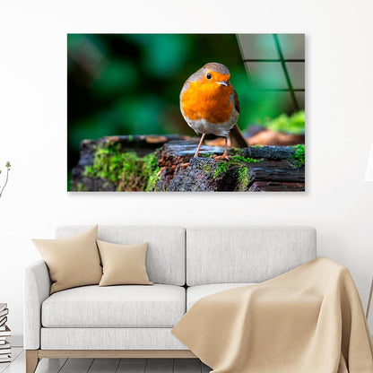 Robin Redbreast Bird a British European  Acrylic Glass Print Tempered Glass Wall Art 100% Made in Australia Ready to Hang