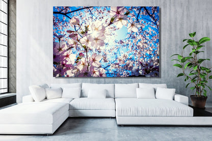 Japanese Cherry Blossom Flower Acrylic Glass Print Tempered Glass Wall Art 100% Made in Australia Ready to Hang