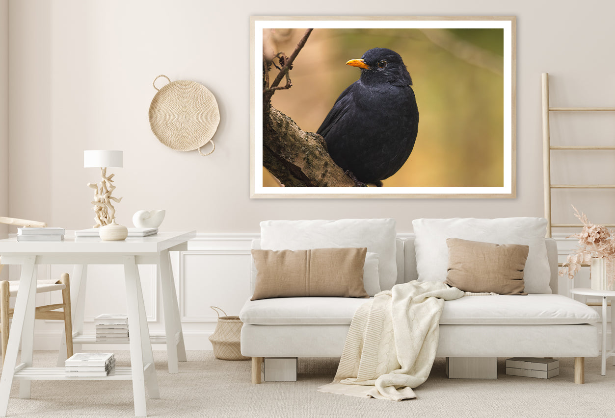 Common Eurasian Blackbird Resting Home Decor Premium Quality Poster Print Choose Your Sizes