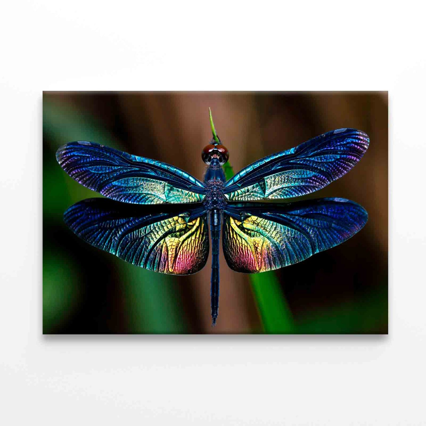 Beautiful Wing of Dragonfly Wall Art Decor 100% Australian Made - Bella Home Decor