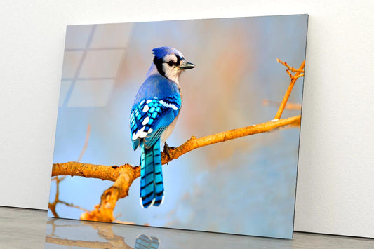 Lue Jay Sitting on A Tree Branch Acrylic Glass Print Tempered Glass Wall Art 100% Made in Australia Ready to Hang